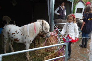 pony