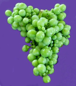 Grapes