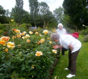 Roses