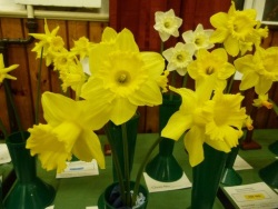 Daffodils