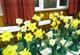 Daffodils