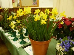 Daffodils
