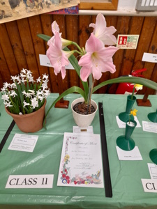 Mini Show 1st prize