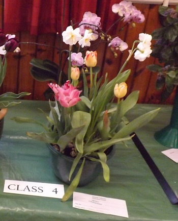 Mini Show 1st prize
