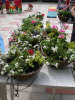 Hanging baskets