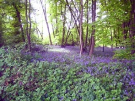 Bluebells